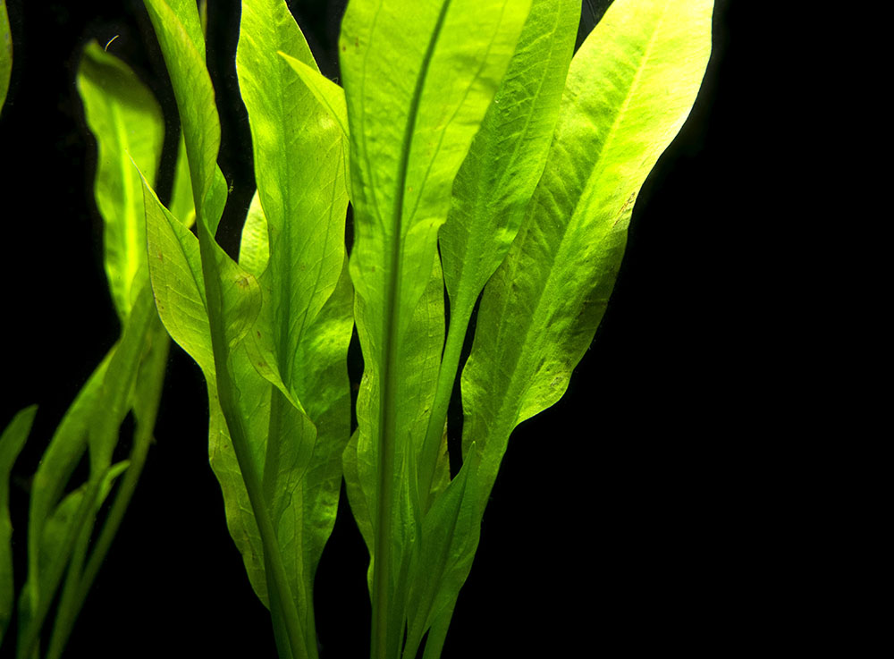 amazon sword plant seeds Amazon Sword Plant (Echinodorus amazonicus)