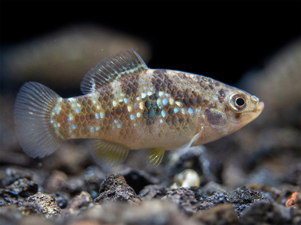 American Flagfish Killifish (Jordanella floridae)