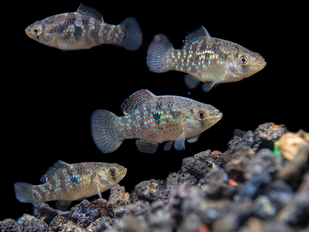 American Flagfish Killifish (Jordanella floridae)