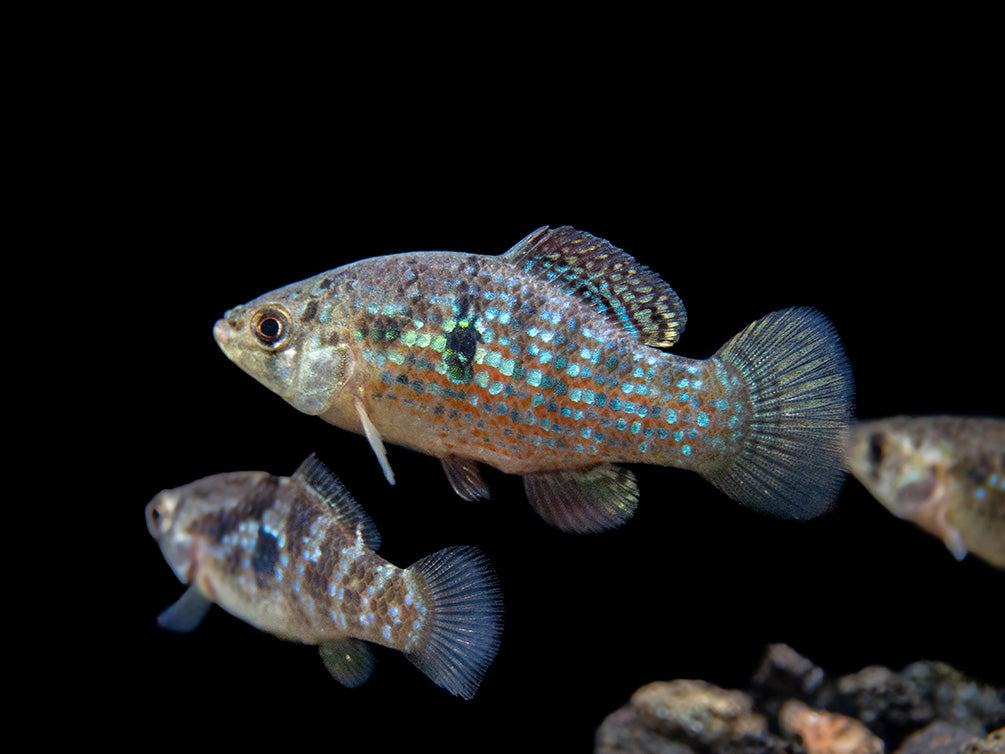 American Flagfish Killifish (Jordanella floridae)