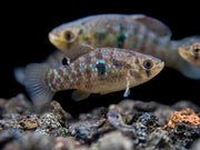 American Flagfish Killifish (Jordanella floridae)