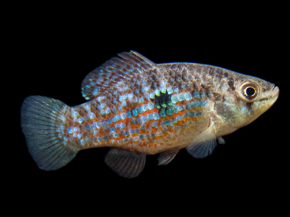 American Flagfish Killifish (Jordanella floridae)