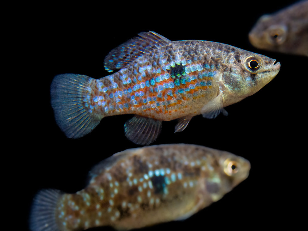 American Flagfish Killifish (Jordanella floridae)