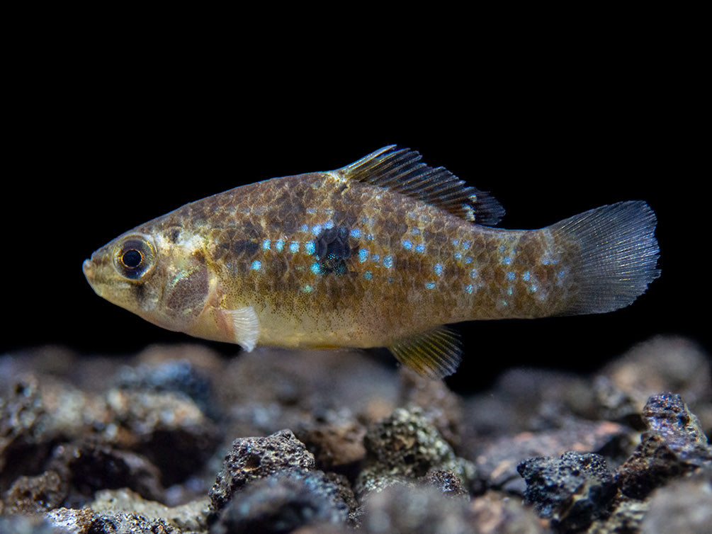 American Flagfish Killifish (Jordanella floridae)