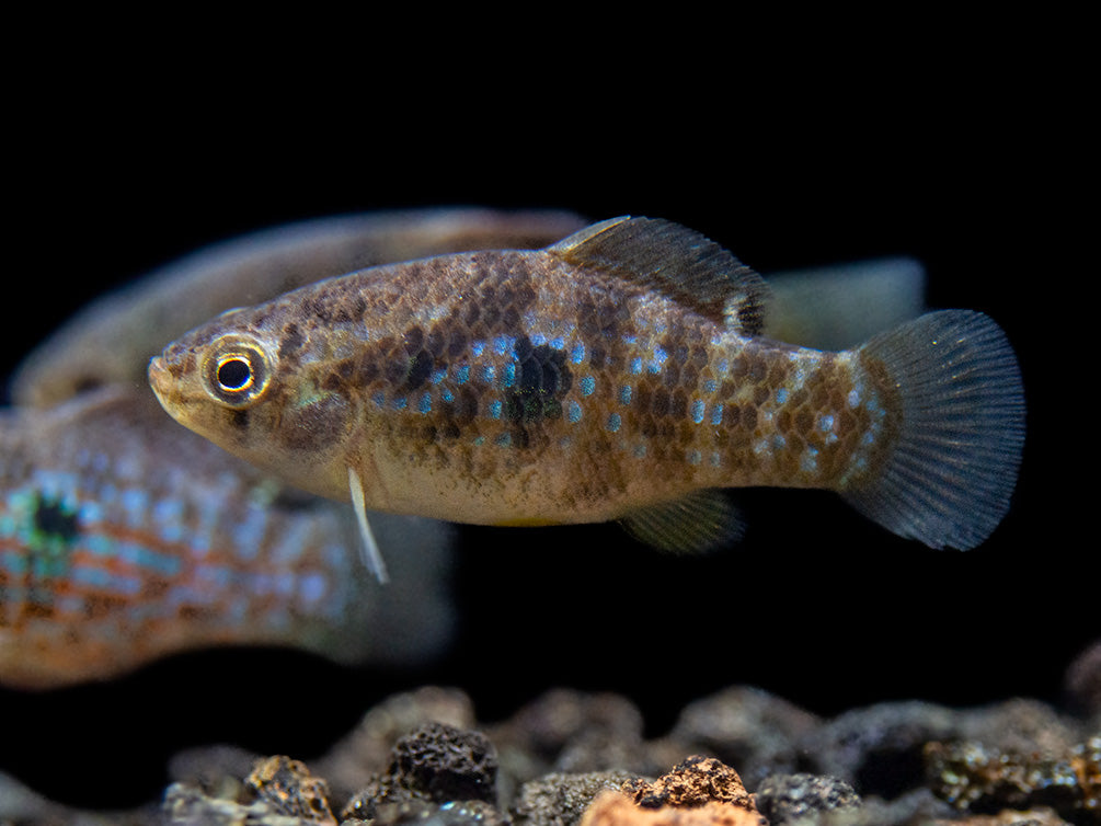 American Flagfish Killifish (Jordanella floridae)