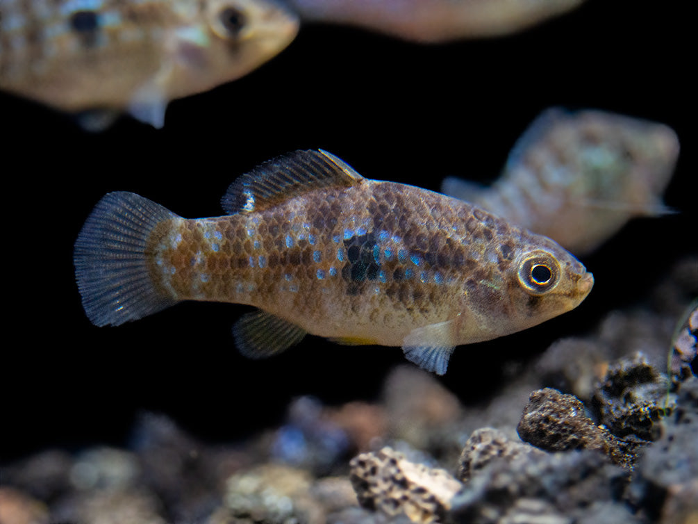 American Flagfish Killifish (Jordanella floridae)