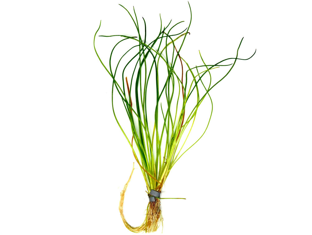 American Shoreweed (Littorella uniflora), clump