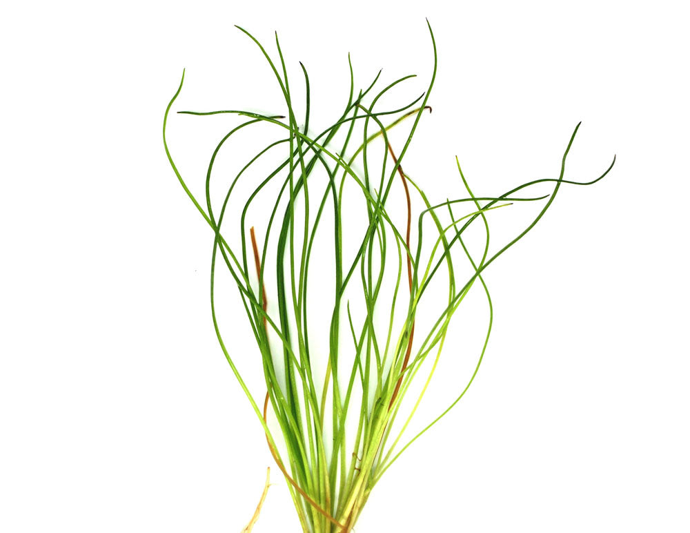 American Shoreweed (Littorella uniflora), clump