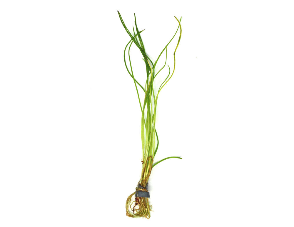 American Shoreweed (Littorella uniflora), clump