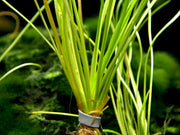 American Shoreweed (Littorella uniflora), clump