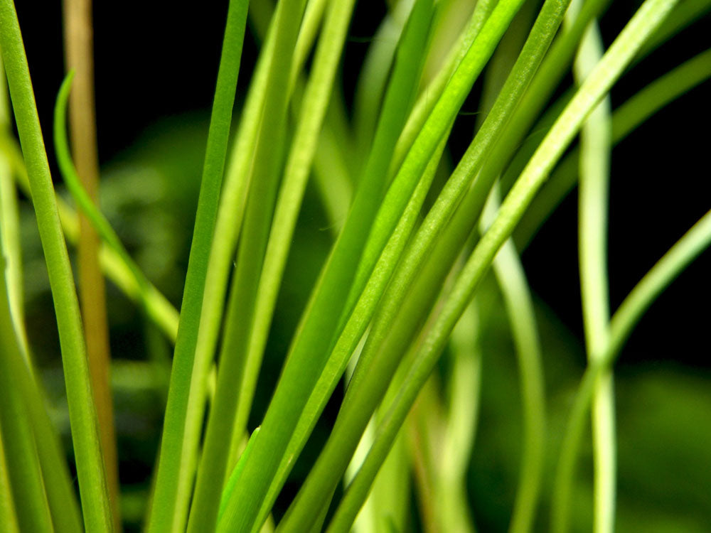 American Shoreweed (Littorella uniflora), clump