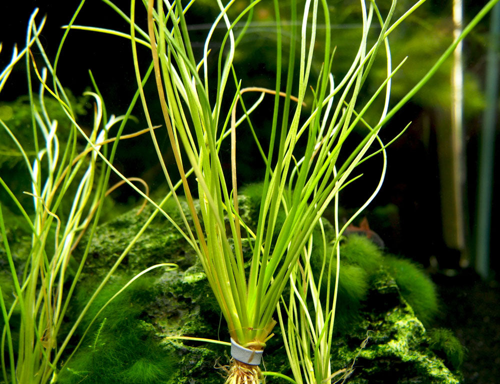 American Shoreweed (Littorella uniflora), clump