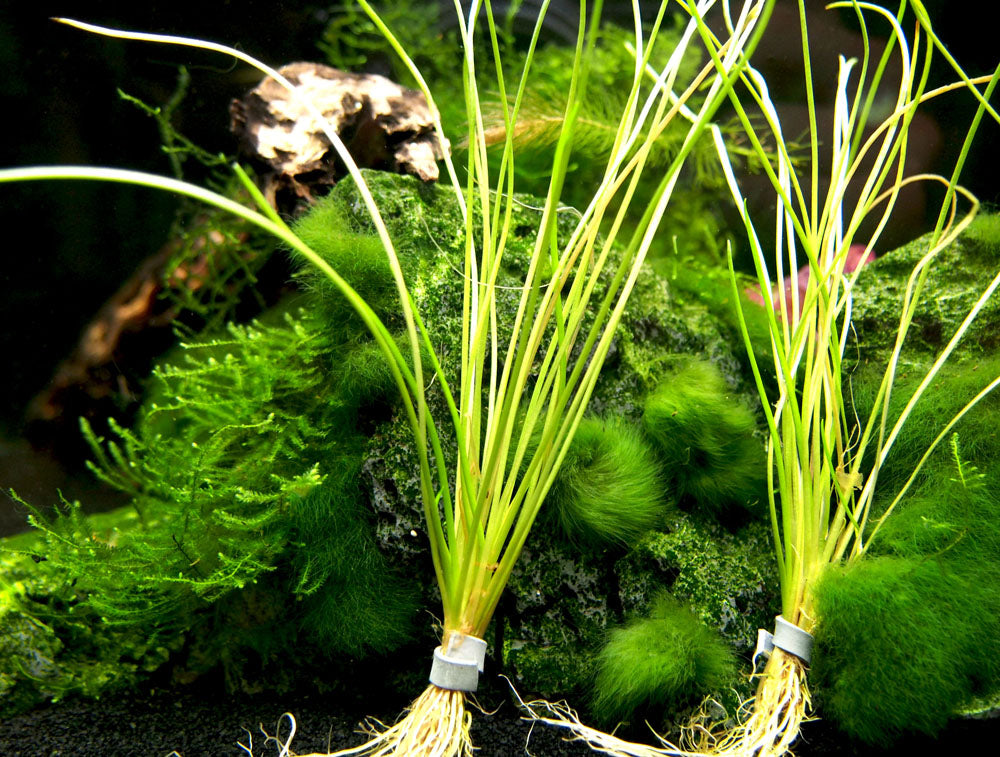 American Shoreweed (Littorella uniflora), clump