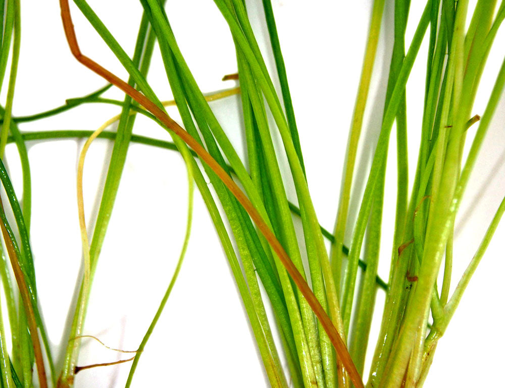 American Shoreweed (Littorella uniflora), clump