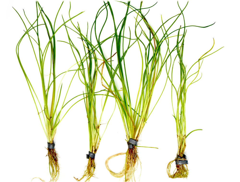 American Shoreweed (Littorella uniflora), clump