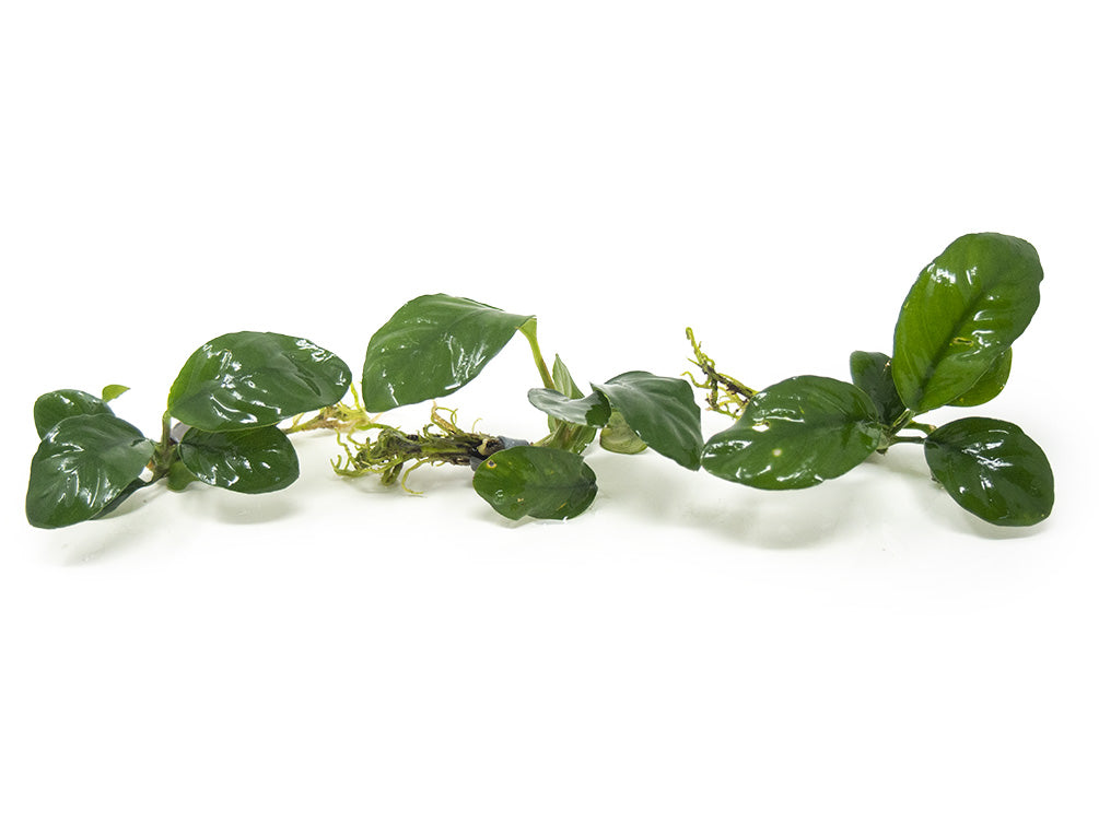 Anubias coffeefolia