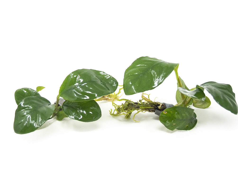 Anubias coffeefolia