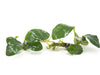 Anubias coffeefolia (Anubias barteri “Coffeefolia”) - bare root