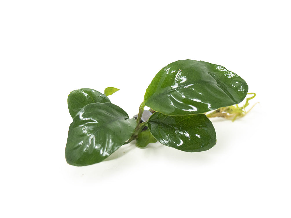 Anubias coffeefolia