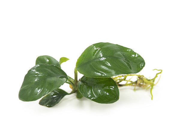 Anubias coffeefolia (Anubias barteri “Coffeefolia”) - bare root