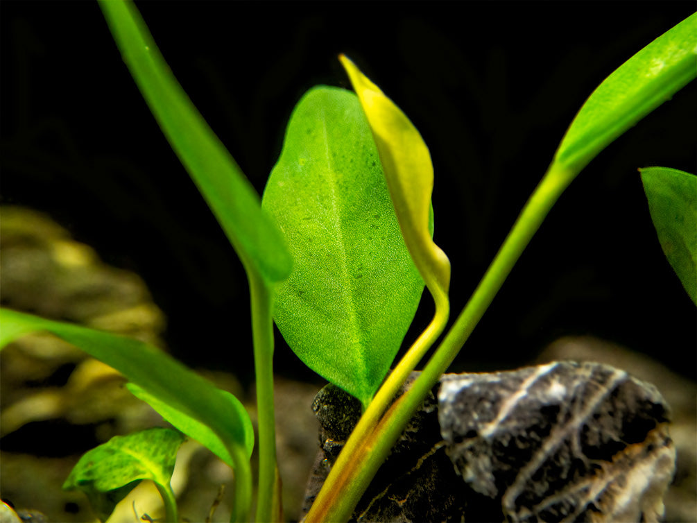 Anubias Congensis (Anubias heterophylla), bare root