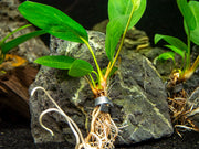 Anubias Congensis (Anubias heterophylla), bare root