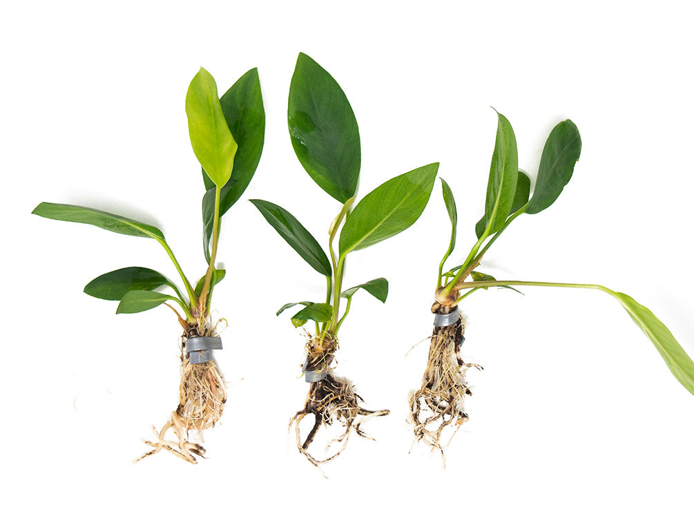 Anubias Congensis (Anubias heterophylla), bare root