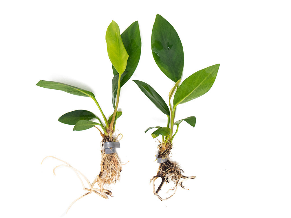 Anubias Congensis (Anubias heterophylla), bare root