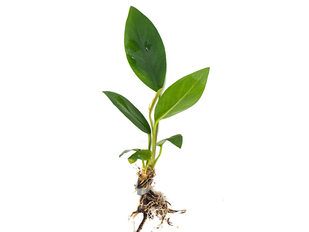 Anubias Congensis (Anubias heterophylla), bare root