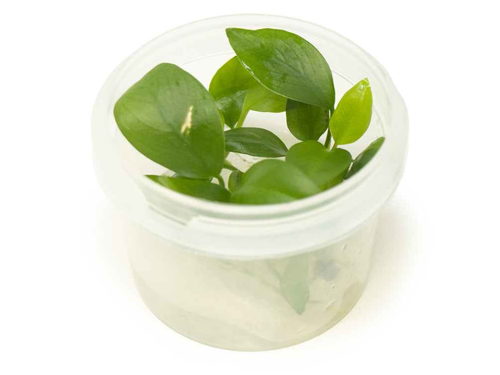 Anubias hastifolia Tissue Culture