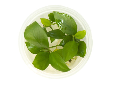 Freshwater Plants | Next-Day US Delivery | Live Arrival Guarantee ...