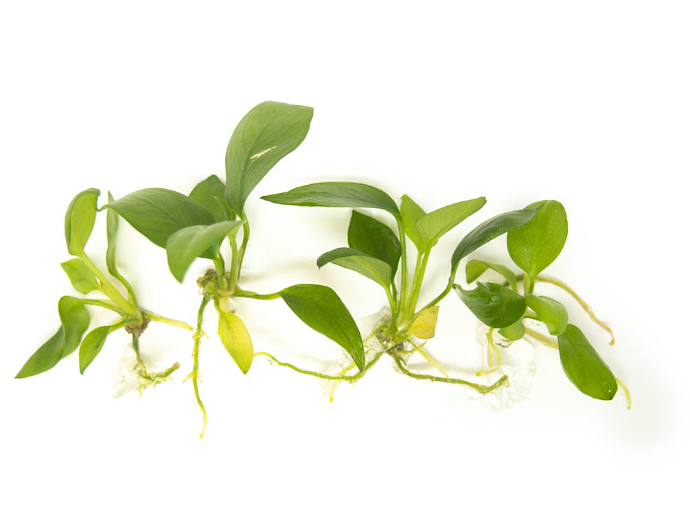 Anubias hastifolia Tissue Culture