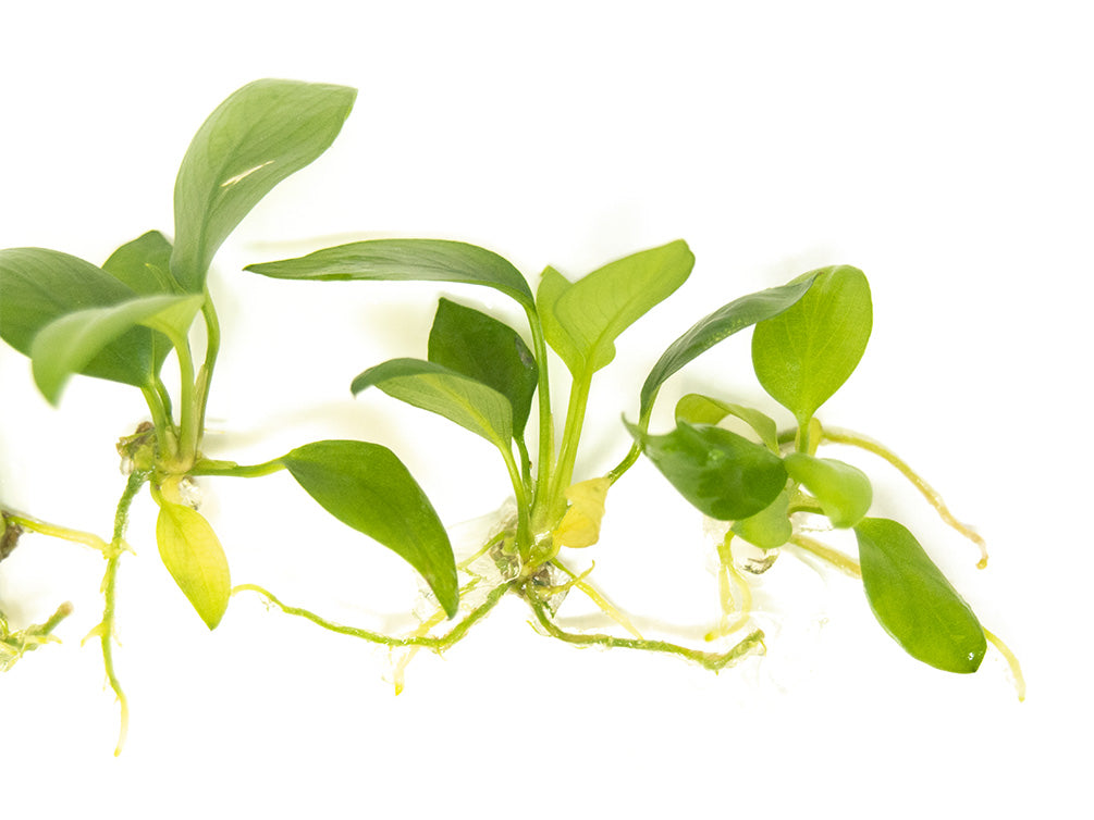 Anubias hastifolia Tissue Culture