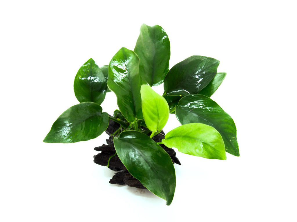 ANUBIAS - NANA ON MOSS COVERED DRIFTWOOD Anubia nana & Christmas moss -  Aquatics Unlimited