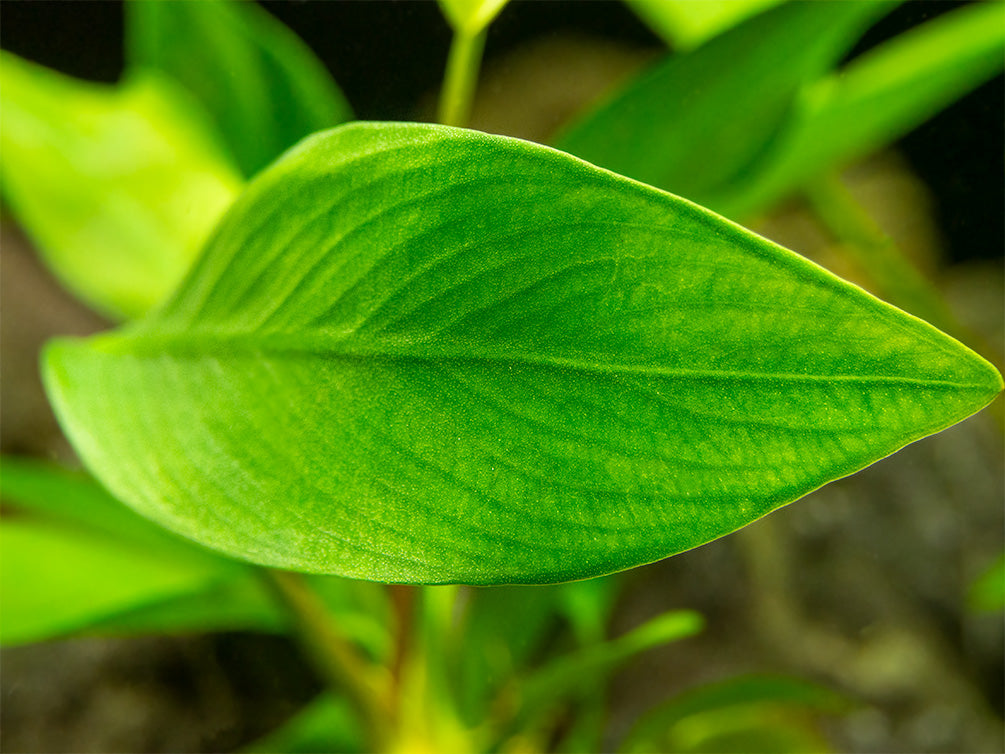 Anubias Nancon (Anubias barteri "Nana" x Anubias afzelii "Congensis"), bare root