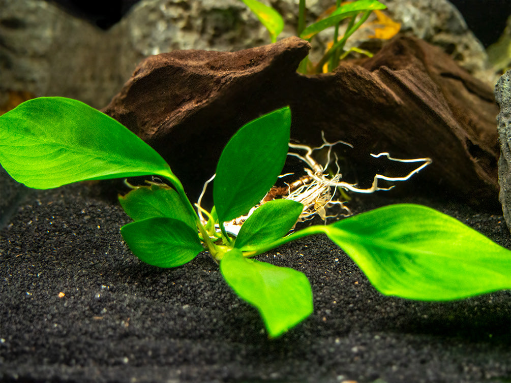 Anubias Nancon (Anubias barteri "Nana" x Anubias afzelii "Congensis"), bare root