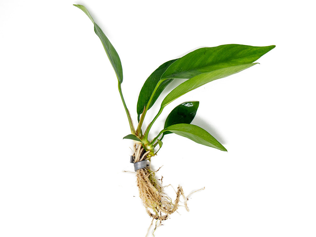 Anubias Nancon (Anubias barteri "Nana" x Anubias afzelii "Congensis"), bare root