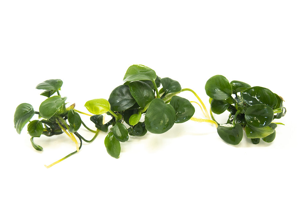 Anubias Nangi (Anubias barteri "Nana" x Anubias gilletii) Tissue Culture