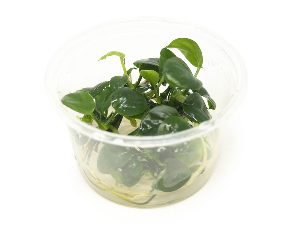 Anubias Nangi (Anubias barteri "Nana" x Anubias gilletii) Tissue Culture