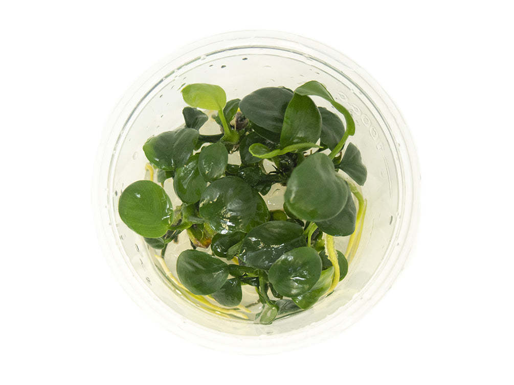 Anubias Nangi (Anubias barteri "Nana" x Anubias gilletii) Tissue Culture