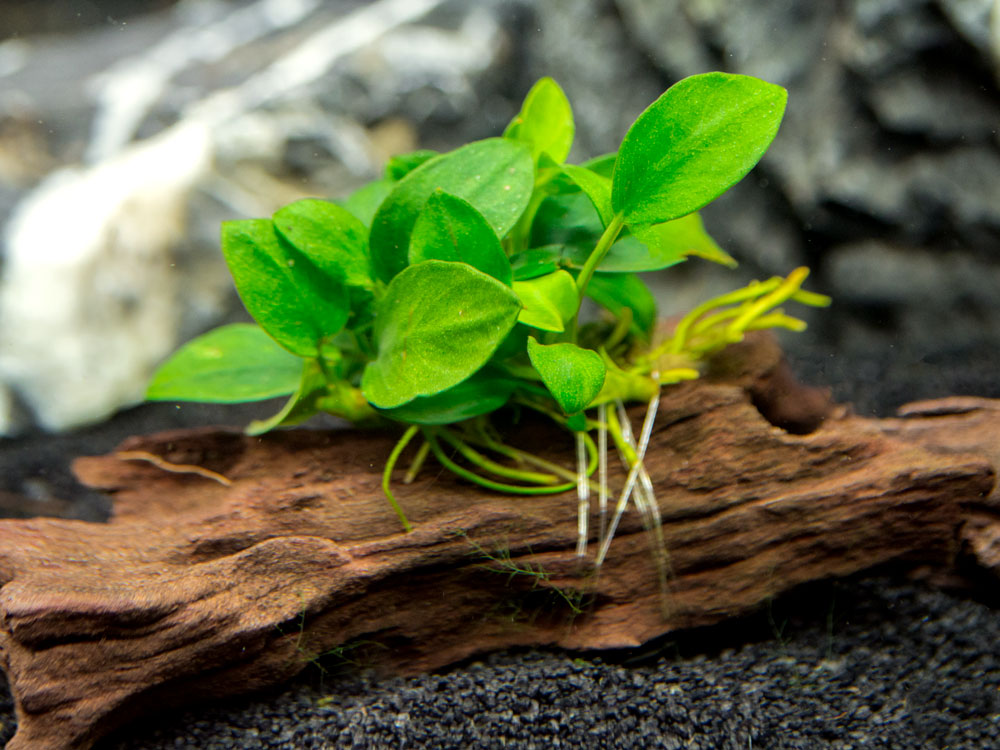 Petite Anubias Nana (Anubias barteri var. “Petite Nana”) on 2+ inch Driftwood