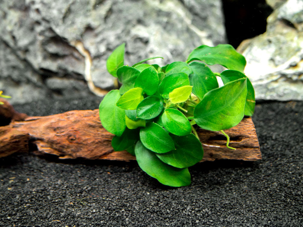 Petite Anubias Nana (Anubias barteri var. “Petite Nana”) on 2+ inch Driftwood