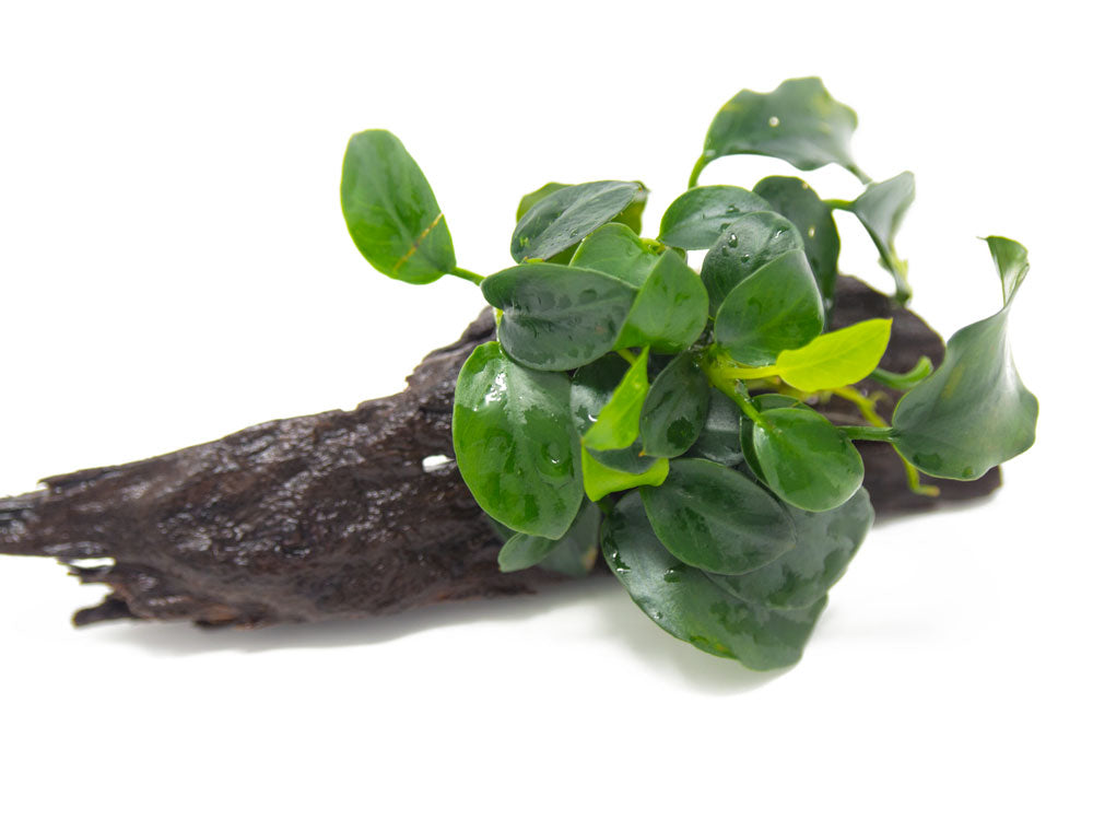 Petite Anubias Nana (Anubias barteri var. “Petite Nana”) on 2+ inch Driftwood