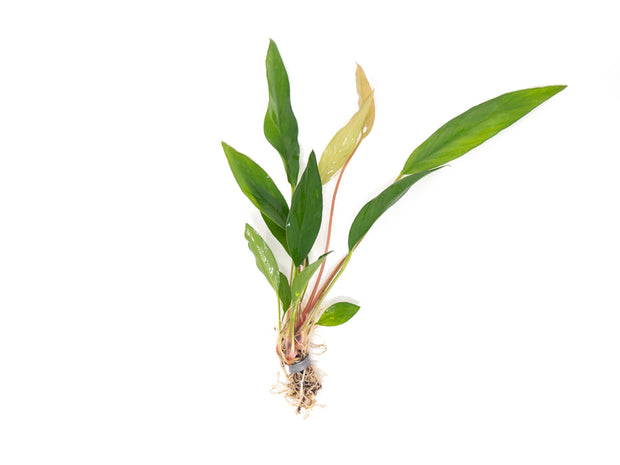 Anubias Frazeri (Anubias barteri x A. heterophylla), bare root