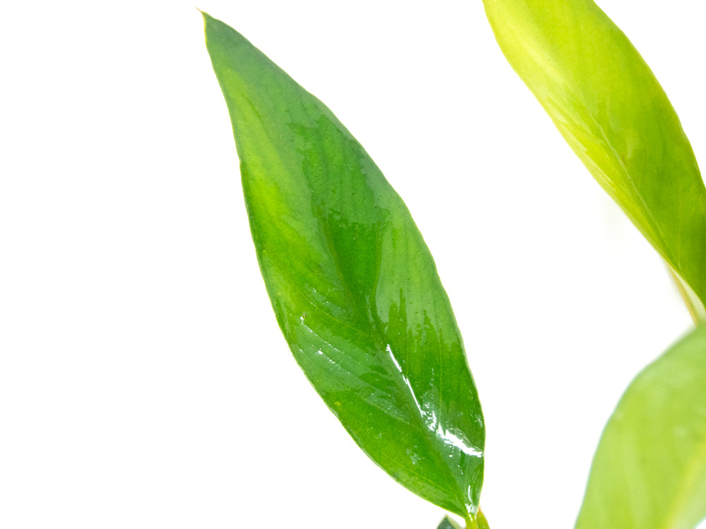 Anubias Frazeri (Anubias barteri x A. heterophylla), bare root