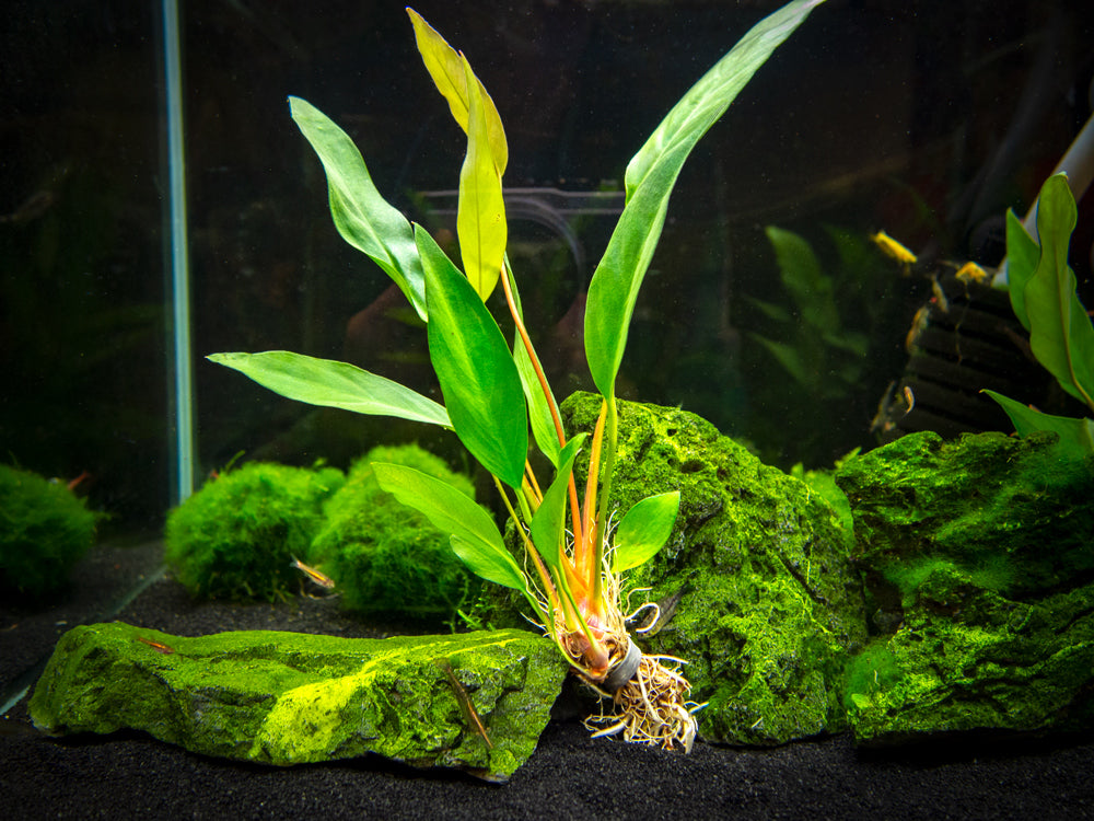 Anubias Frazeri (Anubias barteri x A. heterophylla), bare root