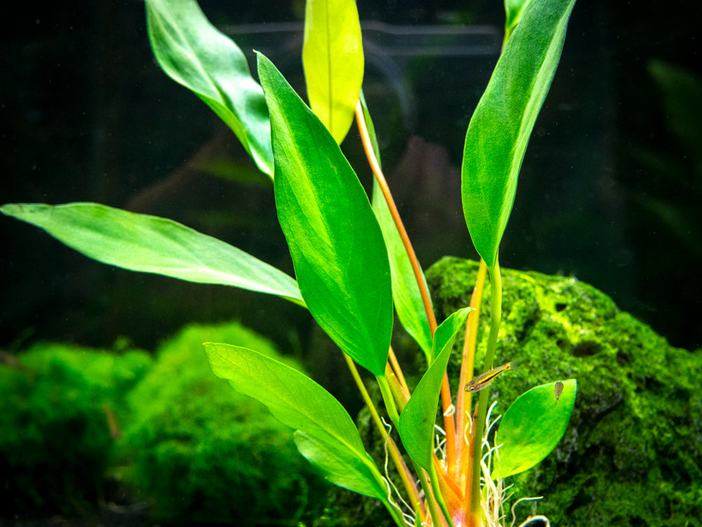 Anubias Frazeri (Anubias barteri x A. heterophylla), bare root