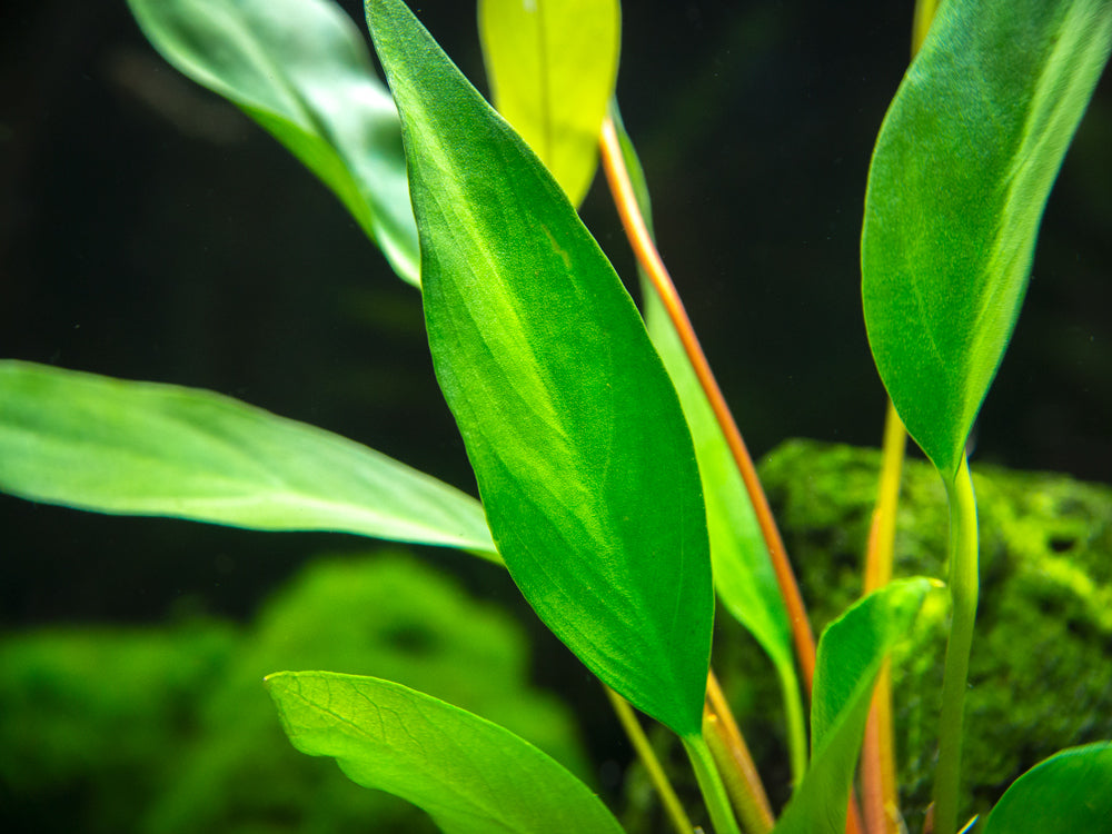 Anubias Frazeri (Anubias barteri x A. heterophylla), bare root