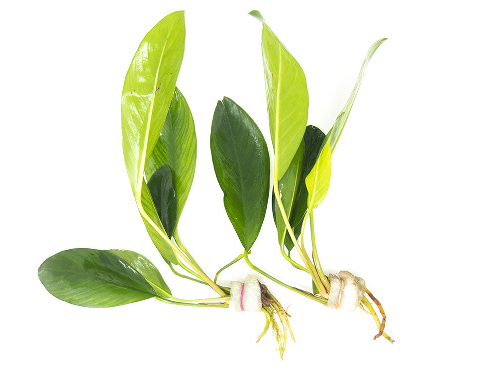 Anubias hastifolia