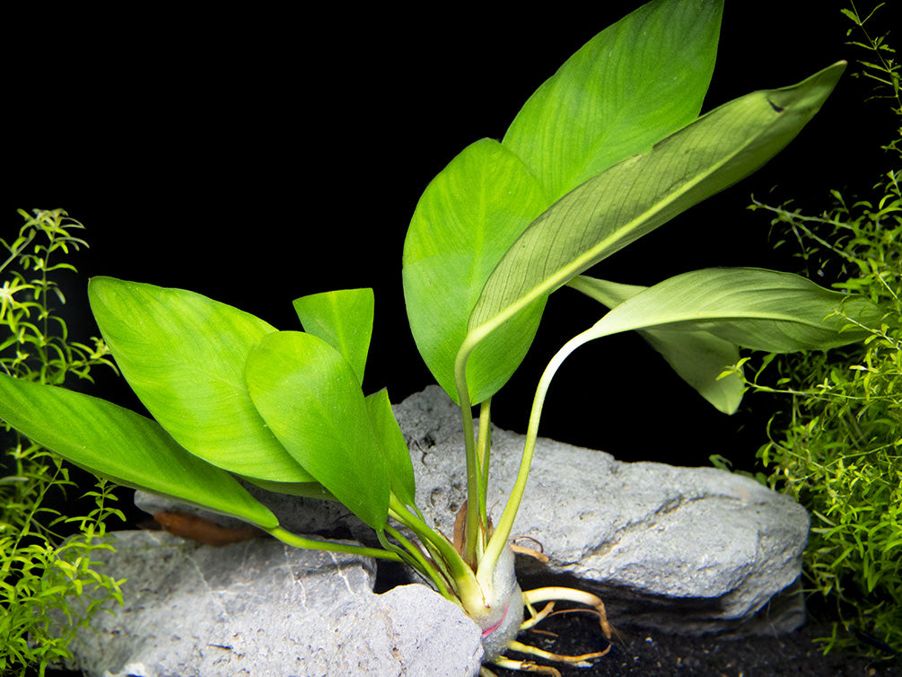 Anubias hastifolia